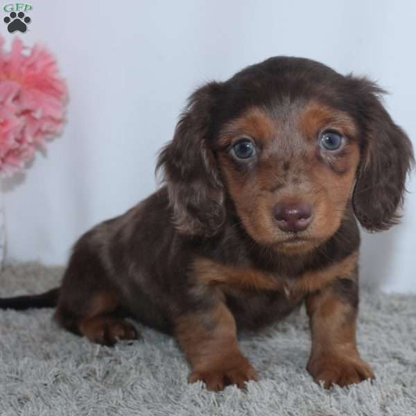 Quincy, Dachshund Puppy